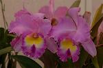 Dcim3266/DSC_9368