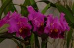 Dcim3266/DSC_9395