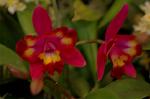 Dcim3266/DSC_9423