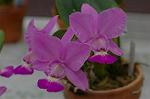 Dcim3266/DSC_9431