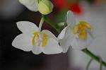 Dcim3266/DSC_9451