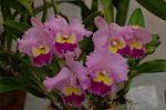 Dcim3266/DSC_9472