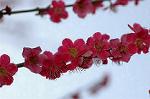 Dcim3343/DSC_1796