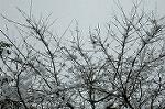 Dcim3993/DSC_0795