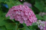 Dcim4173/DSC_3834