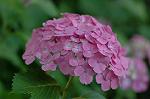 Dcim4173/DSC_3843