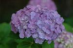 Dcim4173/DSC_3853