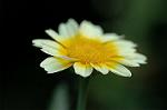 Dcim4173/DSC_3870