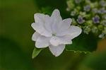 Dcim4173/DSC_3873