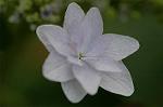 Dcim4173/DSC_3874