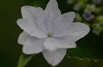 Dcim4173/DSC_3876