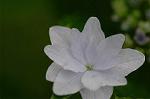 Dcim4173/DSC_3877