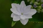 Dcim4173/DSC_3878