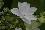 Dcim4173/DSC_3880