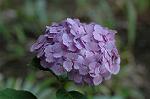 Dcim4173/DSC_3896