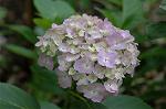 Dcim4173/DSC_3900