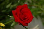 Dcim4178/DSC_4384