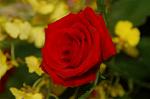 Dcim4178/DSC_4387
