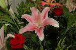 Dcim4179/DSC_4398