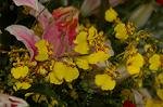 Dcim4179/DSC_4404