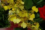 Dcim4179/DSC_4411