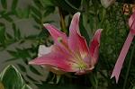 Dcim4179/DSC_4433