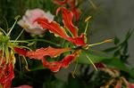 Dcim4179/DSC_4436