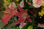 Dcim4179/DSC_4437
