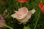 Dcim4179/DSC_4438