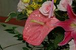 Dcim4179/DSC_4441
