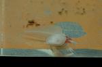 Dcim4273/DSC_1266