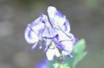 Dcim4325/DSC_5338