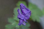 Dcim4325/DSC_5343