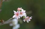 Dcim4325/DSC_5358