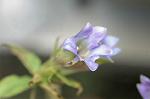 Dcim4325/DSC_5389