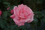 Dcim4330/DSC_5829