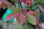 Dcim4337/DSC_6247
