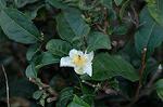 Dcim4337/DSC_6275