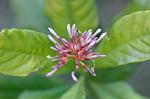Dcim4337/DSC_6321