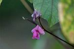 Dcim4338/DSC_6369