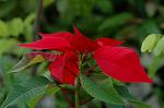 Dcim4338/DSC_6399