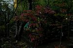 Dcim4339/DSC_5532