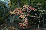 Dcim4339/DSC_5533
