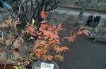 Dcim4339/DSC_5534