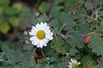 Dcim4351/DSC_7568