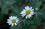 Dcim4351/DSC_7574