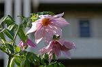 Dcim4351/DSC_7606
