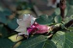 Dcim4351/DSC_7620
