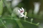 Dcim4352/DSC_7657