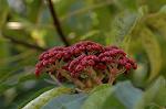 Dcim4352/DSC_7727